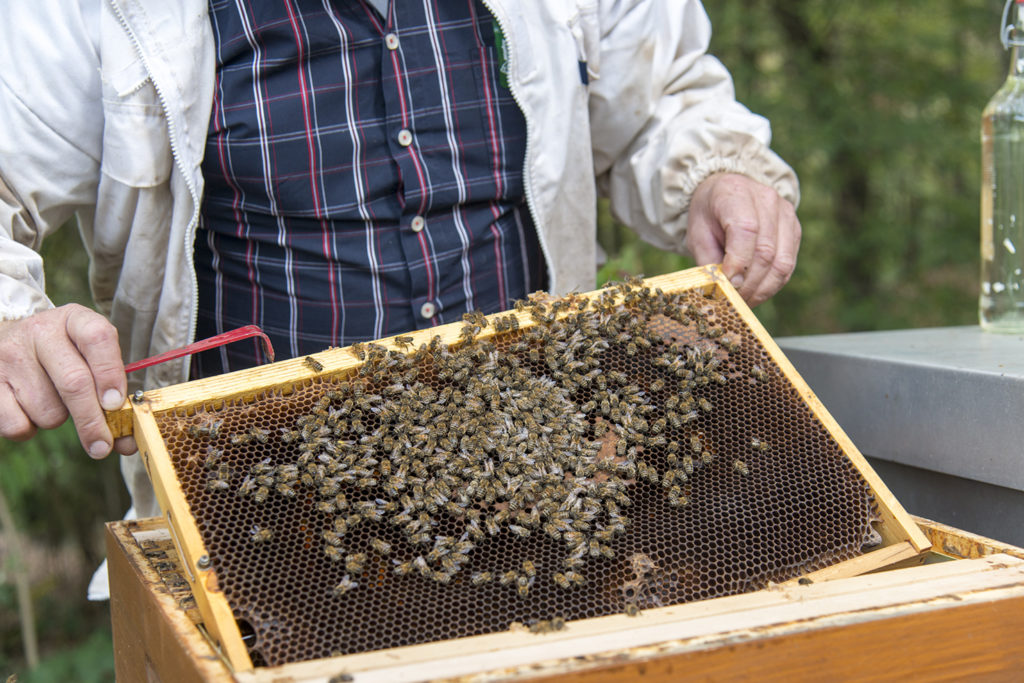 Imker hält Waben mit Bienen