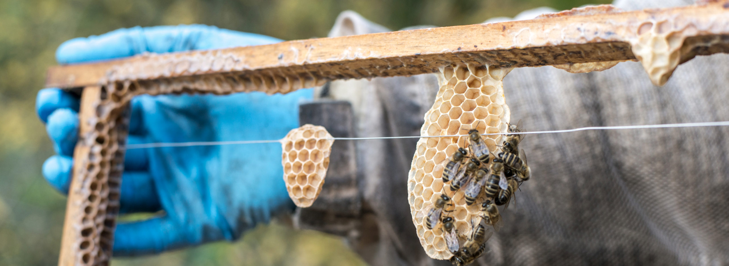 Bienstock mit Waben und Bienen