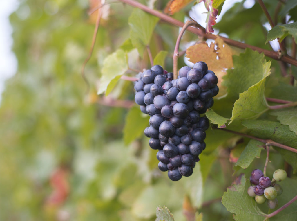 Rote Weintrauben am Weinstock