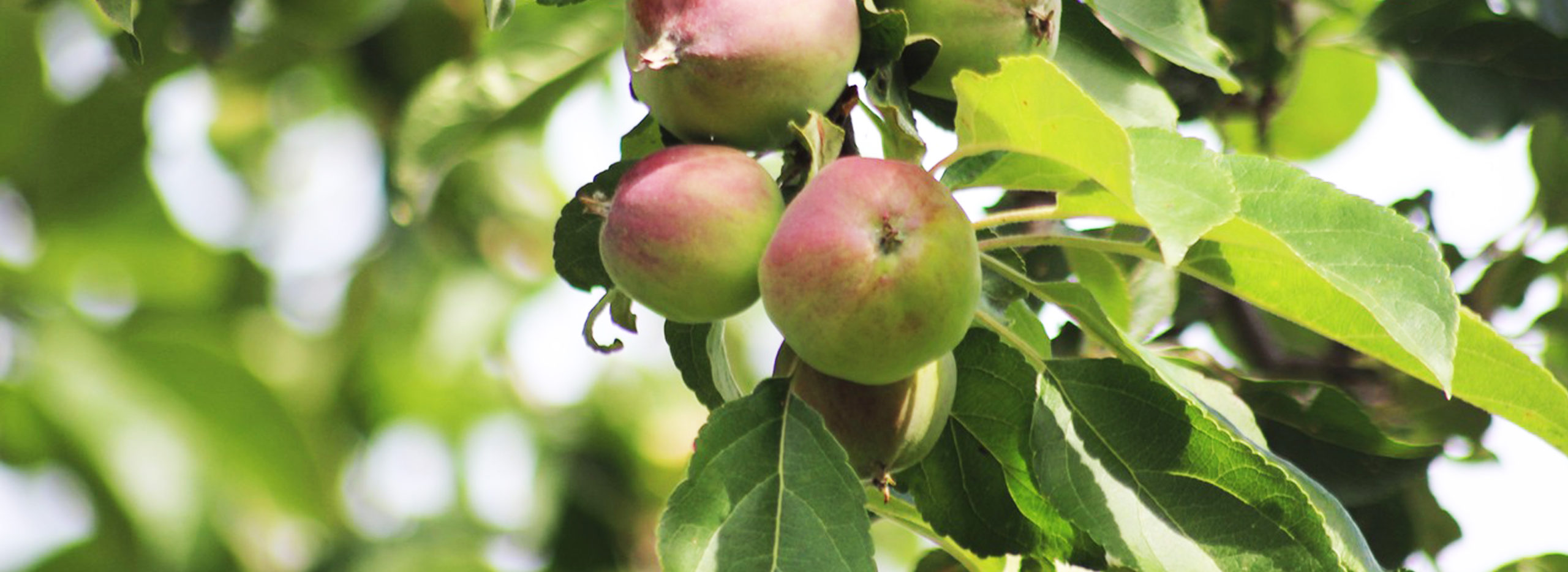 Äpfel am Apfelbaum