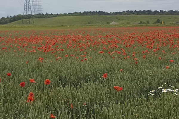 Getriedefeld mit Mohnblumen