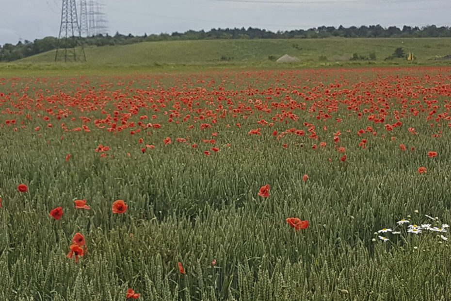 Getriedefeld mit Mohnblumen