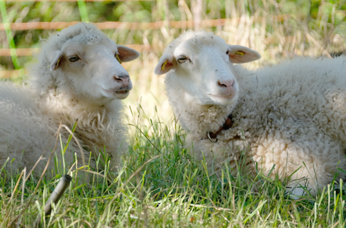 Jahreszeit erleben Schafe Tierwohl