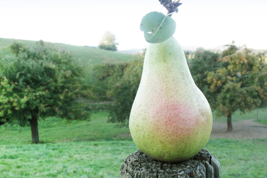 Birne auf Holzpfahl