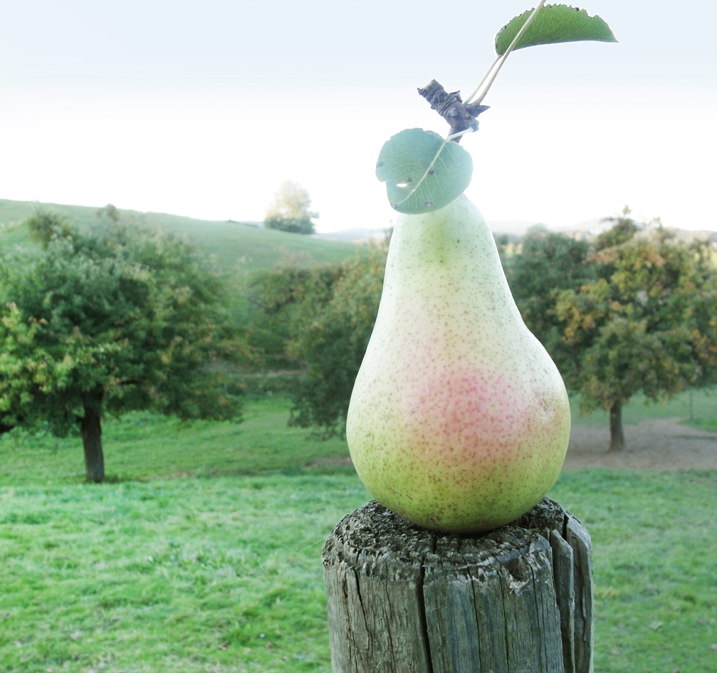 Birne auf Holzpfahl