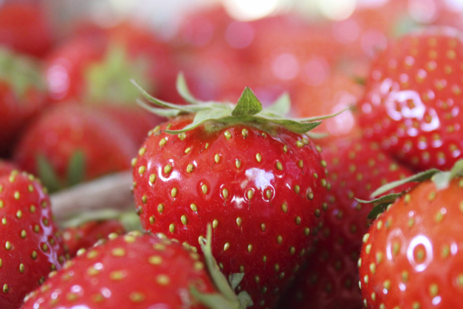 Erdbeeren Jost Landwirtschaft