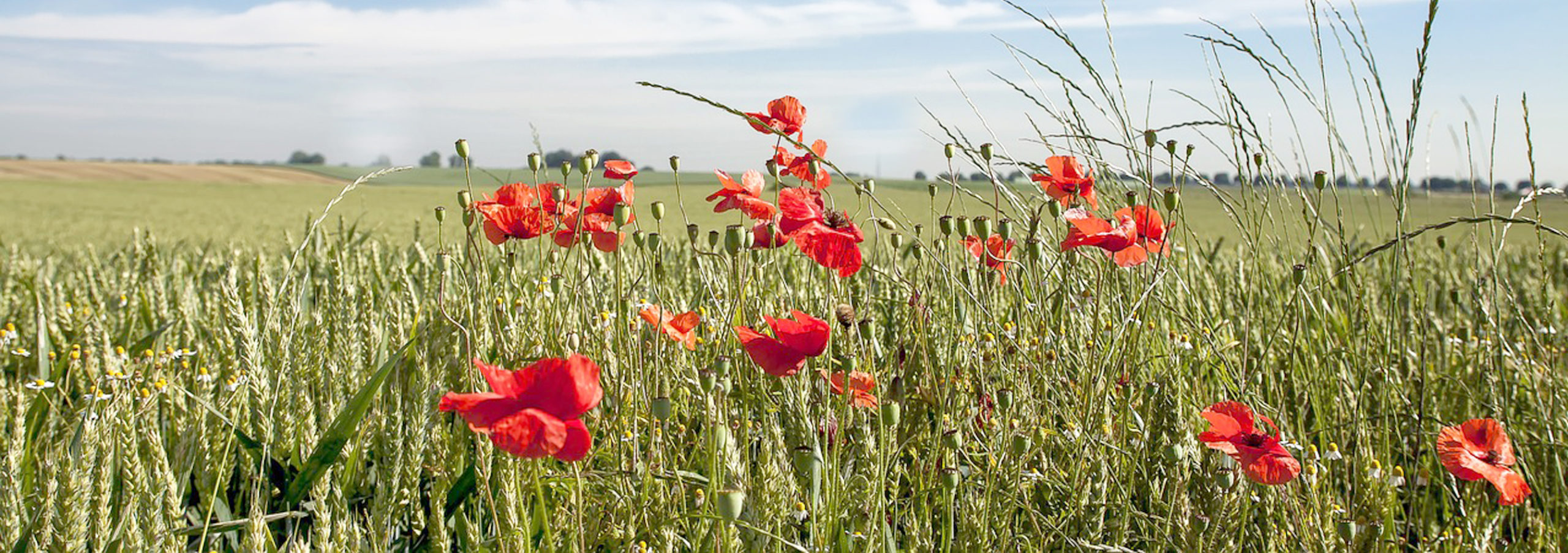 Feld mit Getreide Mohnblumen